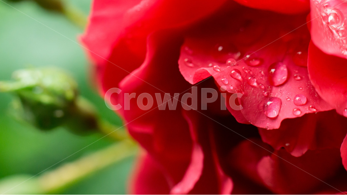 장미,꽃,자연,접사,물방울,flower,closeup,근접사,꽃잎,식물,자연,plants,nature,꽃,flower