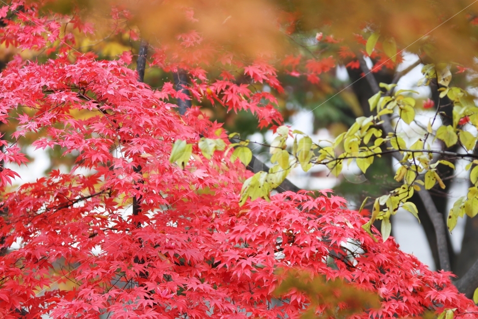 단풍나무,단풍잎,가을사진,감성사진,가을,가을,계절,fall,autumn,season,식물,자연,plants,nature,leaf,잎,plant,tree,나무,maple,단풍
