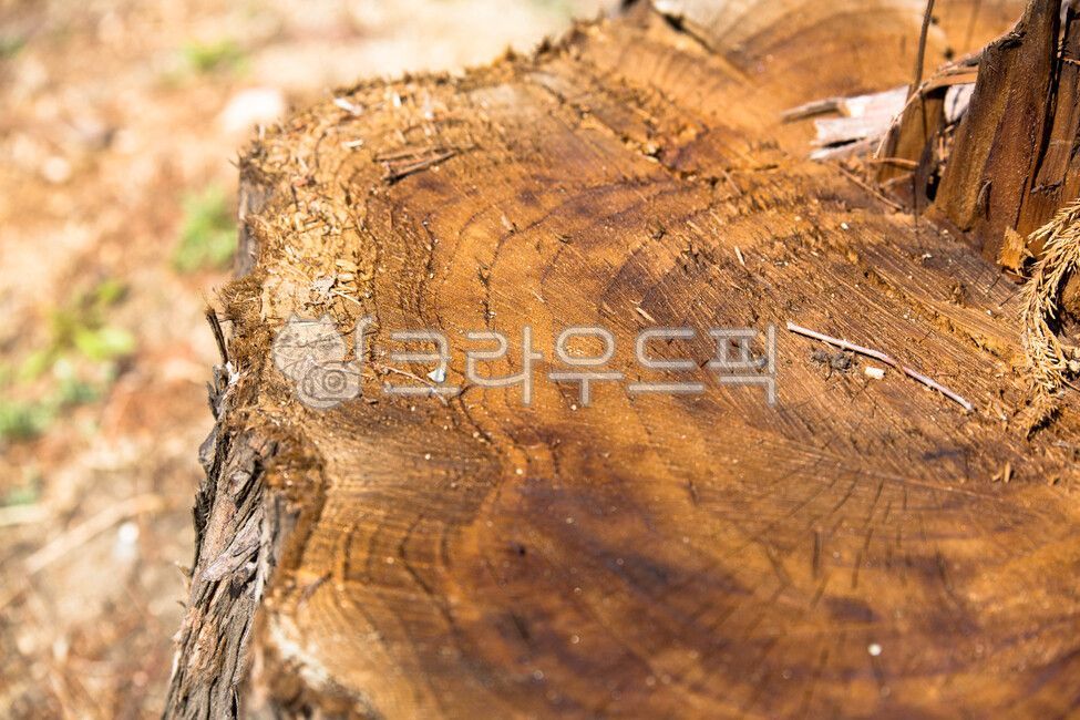wood,목재,나무,나이테,나무단면,고목,벌목
