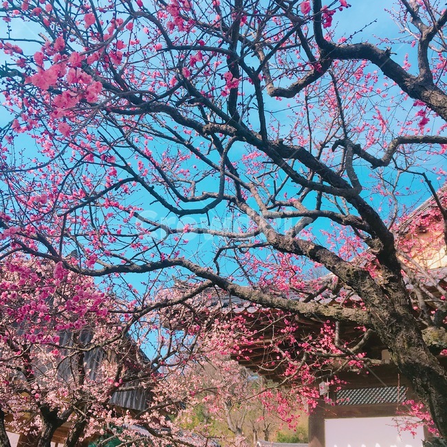 홍매화,매화나무,매화,봄꽃,절,통도사홍매화,통도사매화,풍경,자연,봄,계절,spring,season,한국전통,한국문화,korean traditional,korean culture,식물,자연,plants,nature,나무,trees,wood,plant