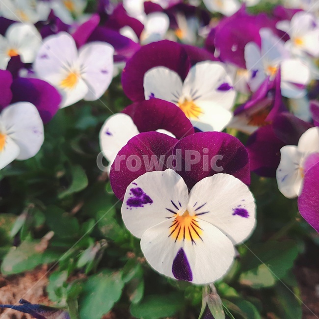 plant,식물,geranium,제라늄,flower,꽃,식물,자연,plants,nature,꽃,flower