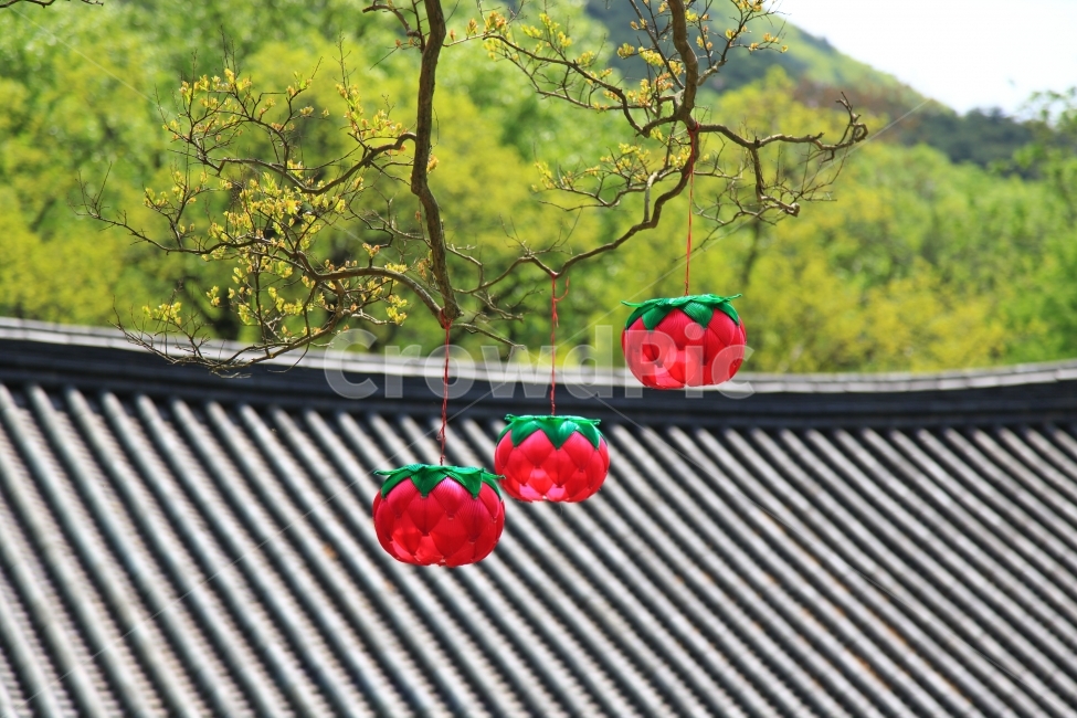 홍등,기와,봄,풍경,화순,자연,사찰,한국전통,한국문화,korean traditional,korean culture,종교,신앙,religion,belief,faith