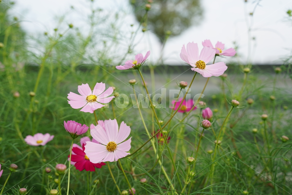 코스모스,cosmos,두상화,국화과,가을,plant,식물,petal,꽃잎,flower,blossom,꽃,식물,자연,plants,nature,꽃,flower
