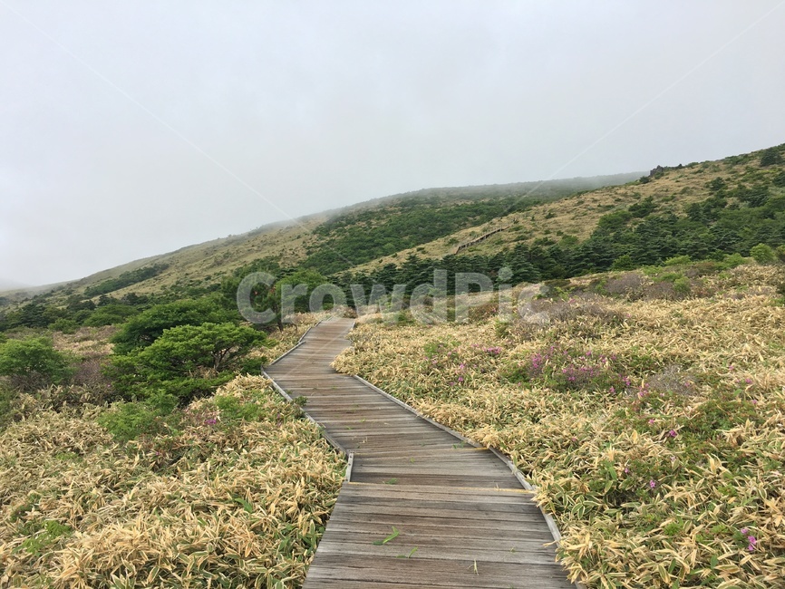 한라산등산길,한라산,제주도,여름산,고요한산,mthalla,hallamountain,jejuisland,summer,beautifulmountainscenery,grass,bridge,다리,building,건물,boardwalk,산책로,nature,자연,outdoors,옥외