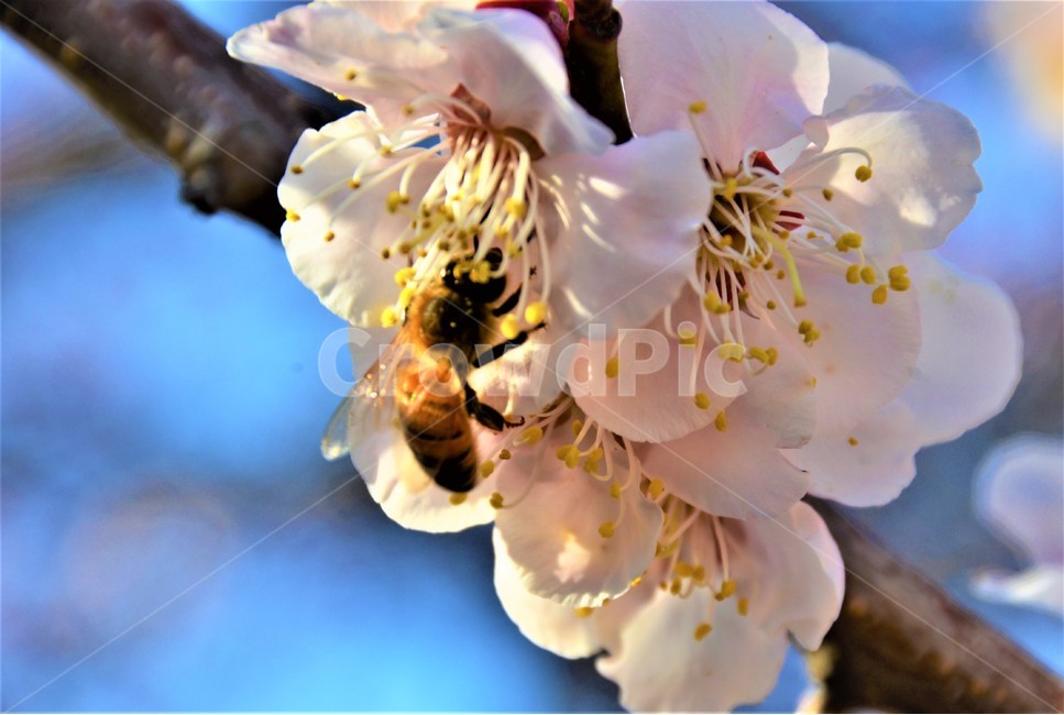 벚꽃,꿀벌,수정,봄,감성,봄,계절,spring,season,식물,자연,plants,nature,꽃,flower,동물,animal,곤충,벌레,insect,bug,plant,invertebrate,무척추 동물,bee,벌,honey bee