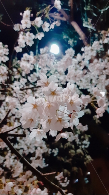 꽃,식물,벚꽃,flower,cherryblossom,밤벚꽃
