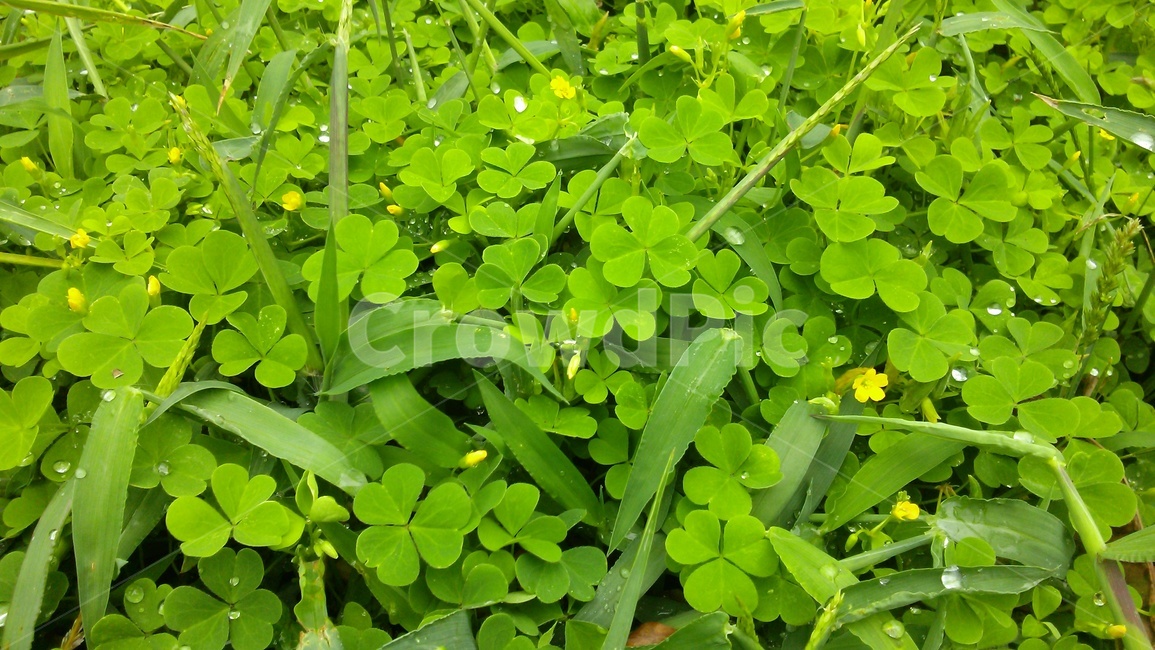 클로버,크로바,토끼풀,식물,잎,풀잎,식물,자연,plants,nature