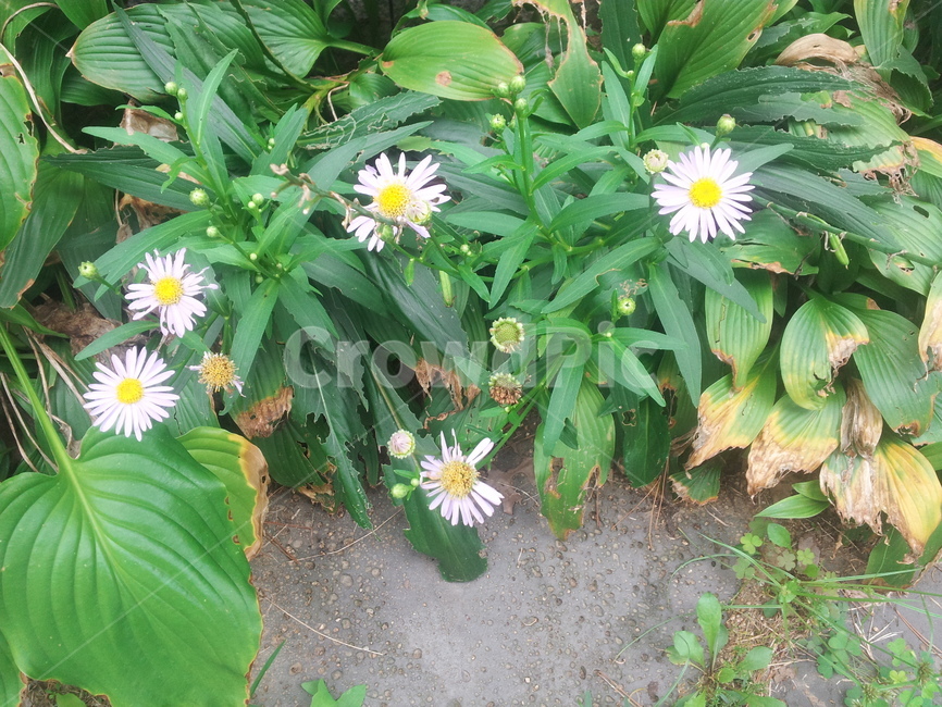꽃,코스모스,가을,플라워,자연,식물,자연,plants,nature,꽃,flower