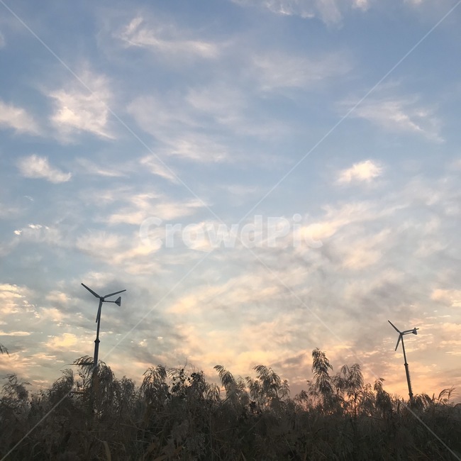 억새,식물,풀,하늘,구름,노을,plant,sky,blue,white,green,sunset