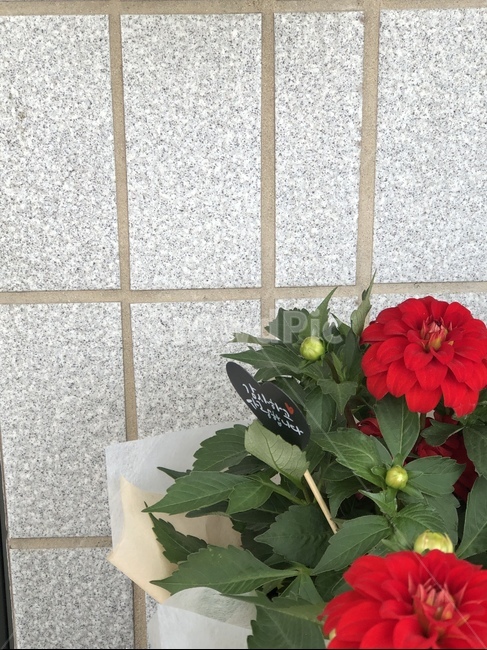 카네이션,어버이날,5월,가정의날,꽃