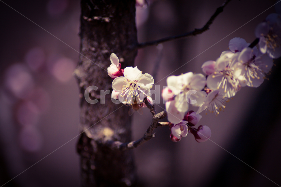 벚꽃,나무,봄,벚꽃구경,꽃,자연,flower,flowers,식물