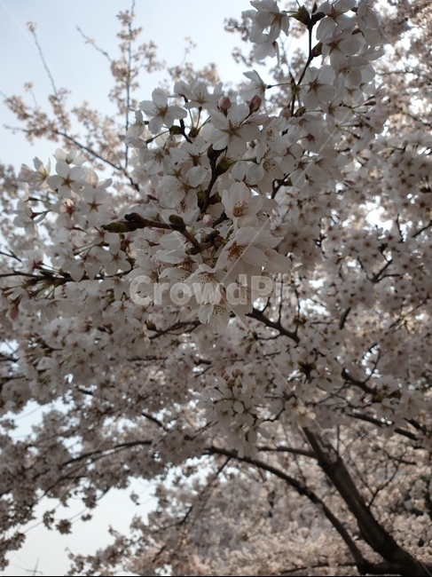 벚꽃,봄,3월,자연,나무,핑크,분홍,사랑,향기,꽃향기,꽃,flower,봄,계절,spring,season,식물,자연,plants,nature,꽃,flower,plant,blossom