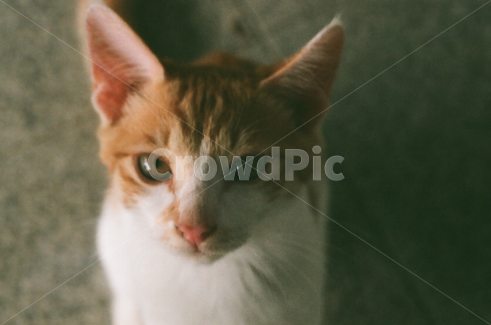 고양이,필름,반려묘,길고양이,동물,동물,animal,포유류,mammal,고양이,cat,kitten,kitty,감성,sensible,feeling
