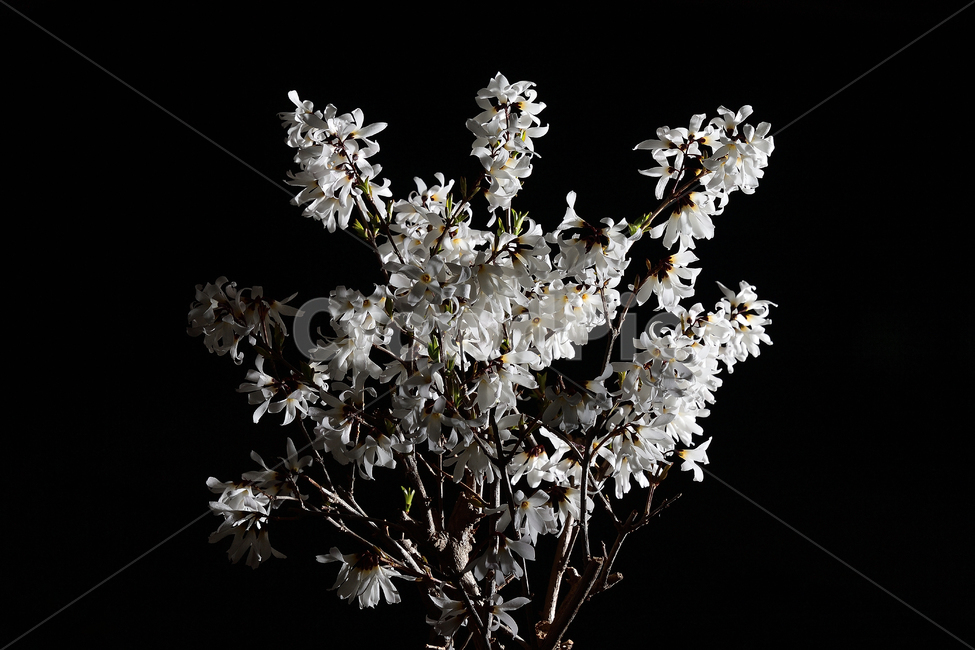 미선나무,미선나무꽃,꽃,봄꽃,식물,나무,흰색,자연,봄,계절,spring,season,plant,blossom,flower,lamp,램프,chandelier,샹들리에