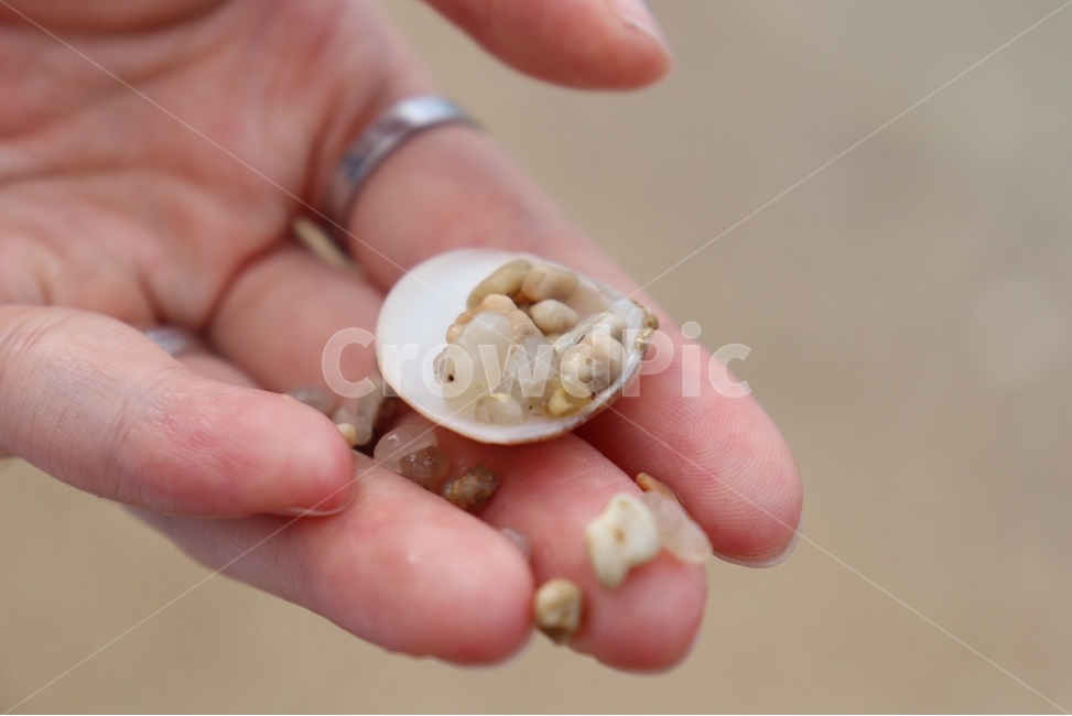 손,바다,조개,모래사장,미니조개,돌