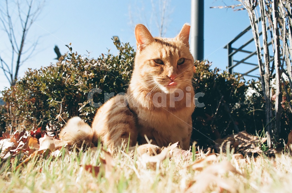 동물,고양이,포유류,animal,cat,kitten,표정,얼굴,face,emotion,감성사진,감정,동물,animal,포유류,mammal,고양이,cat,kitten,kitty,감성,sensible,feeling