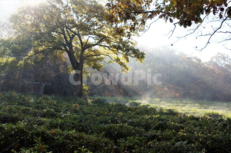 가을,단풍,나무,자연,식물,감성,자연풍경,풍경,trees,nature,autumn,season,emotion,아침빛,안개,녹차,자연,풍경,nature,landscape,light,빛,flare,플레어,sunlight,햇빛
