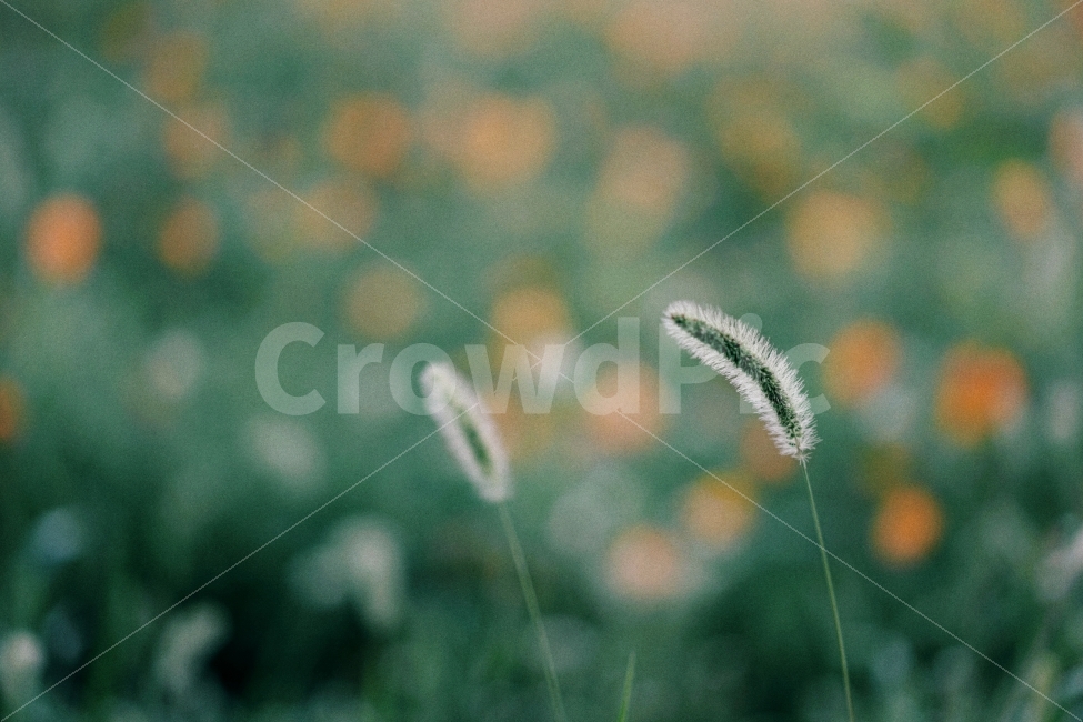 식물,자연풍경,꽃,감성사진,도시풍경,여름,색감,일상,식물,자연,plants,nature,감성,sensible,feeling