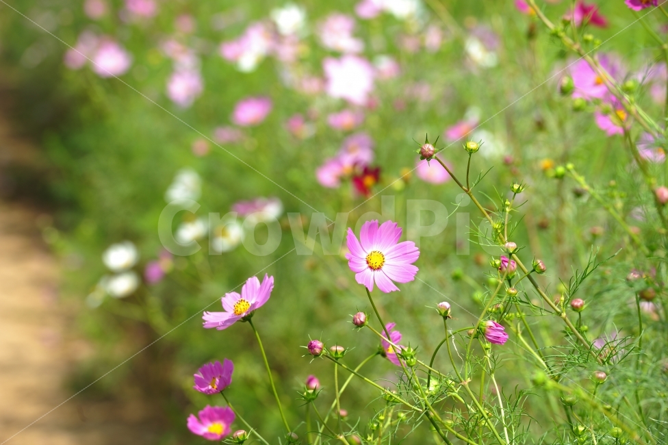 가을,하중도,코스모스,autumn,cosmos,가을,계절,fall,autumn,season,식물,자연,plants,nature,꽃,flower,plant,geranium,제라늄,blossom