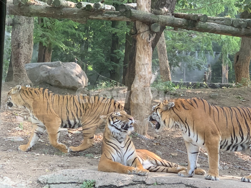 사파리,동물,호랑이,동물의왕국,호랑이부부,동물,animal,포유류,mammal