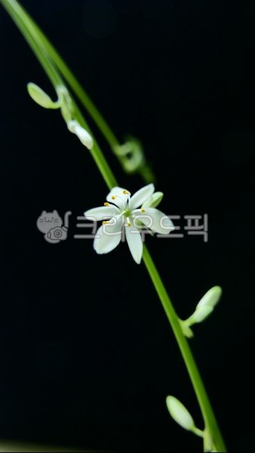 꽃,꽃잎,나비란,난초,flower