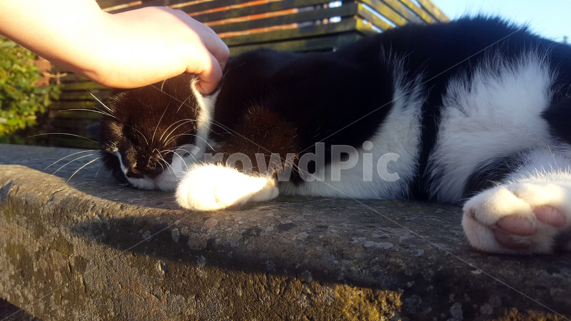고양이,cat,고양이핸들링,동물,animal,pet,동물,animal,포유류,mammal,고양이,cat,kitten,kitty