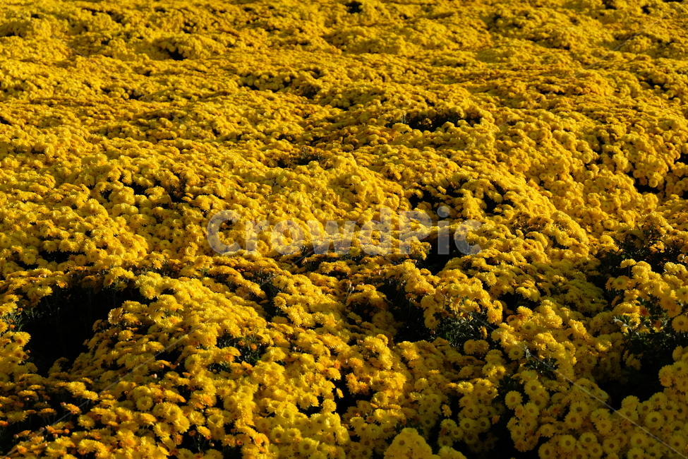국화,노란국화,꽃,자연,풍경,chrysanthemum,flower,nature,식물