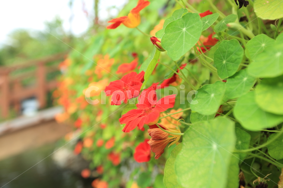 꽃,프라워,야생화,이쁜꽃,꽃밭,야생,식물,자연,plants,nature