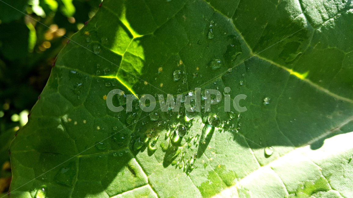 유채,빗방울,비,유채잎,식물,잎,leaf,plant,물방울,작은물방울,자연