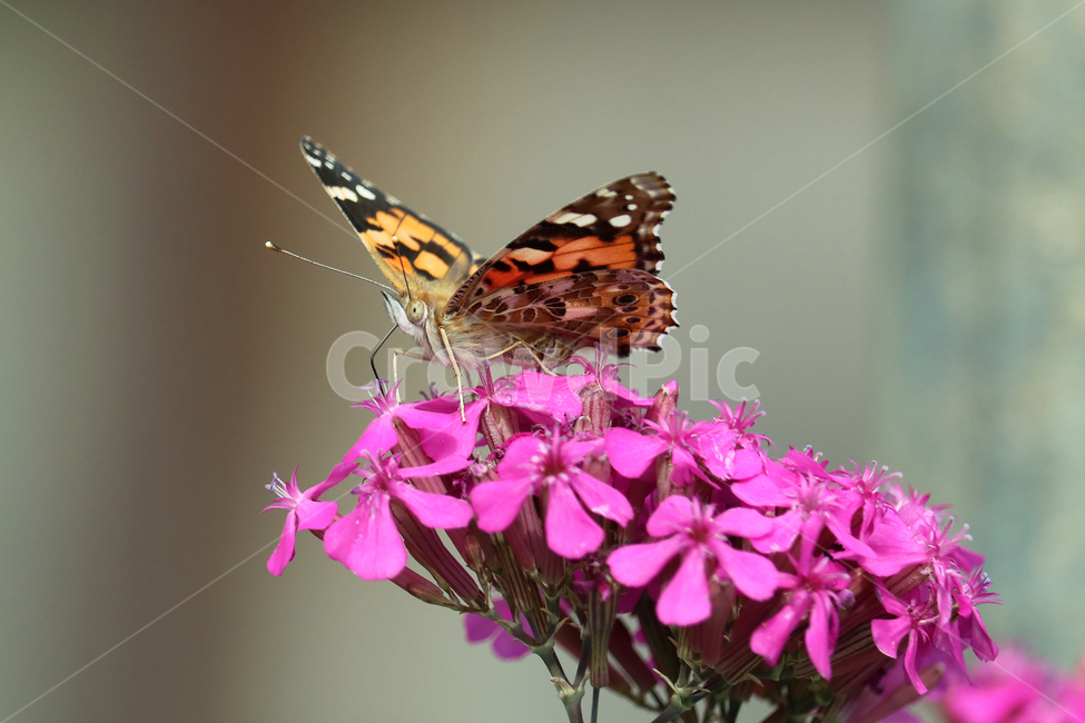 나비,꽃,보라색,휴식,일,작업,식물,자연,plants,nature,꽃,flower,동물,animal,조류,새,birds