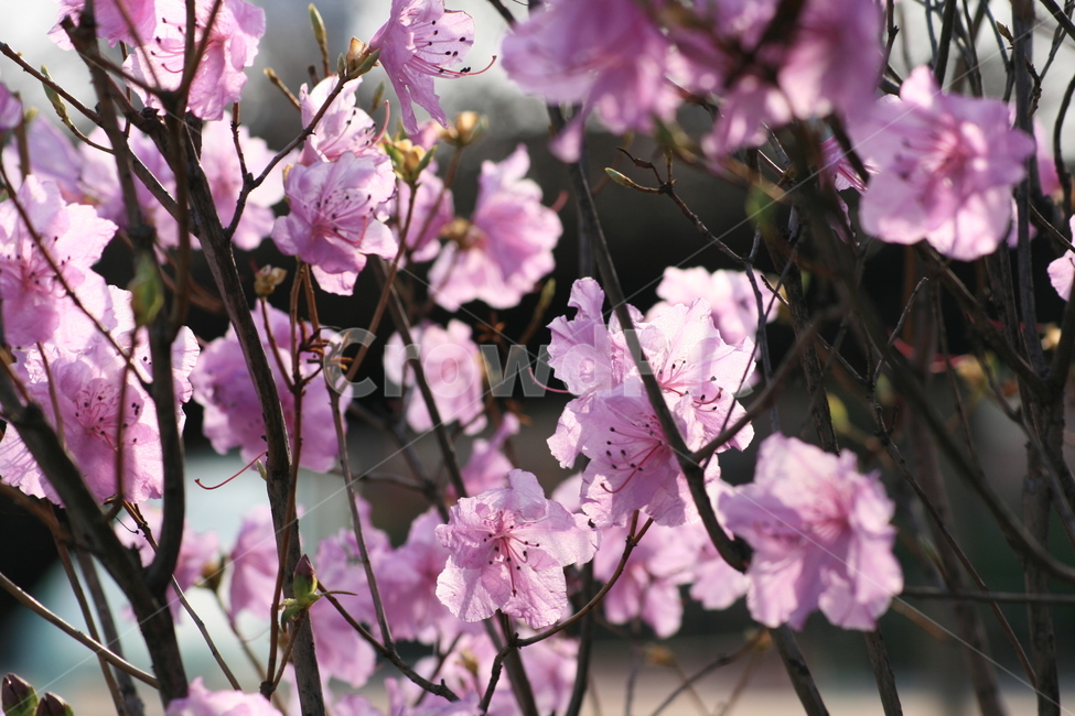 진달래,plant,식물,flower,꽃,분홍색,진분홍