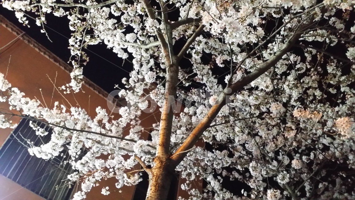식물,꽃,벚꽃,cherryblossom,nightview,flower,야경