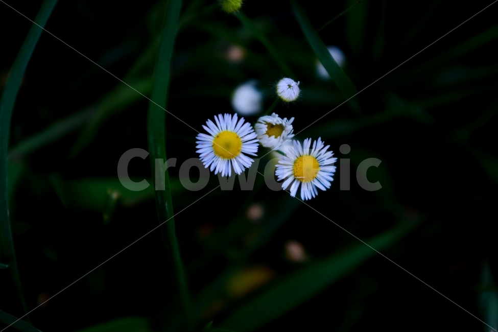 꽃,자연,풍경,일상,flower,식물,자연,plants,nature,꽃,flower