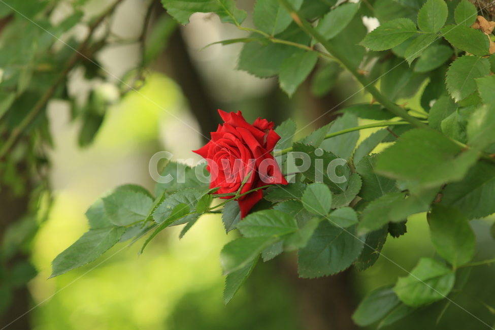 5월,may,rose,장미,season,계절,봄,여름,여왕,식물,자연,plants,nature,꽃,flower