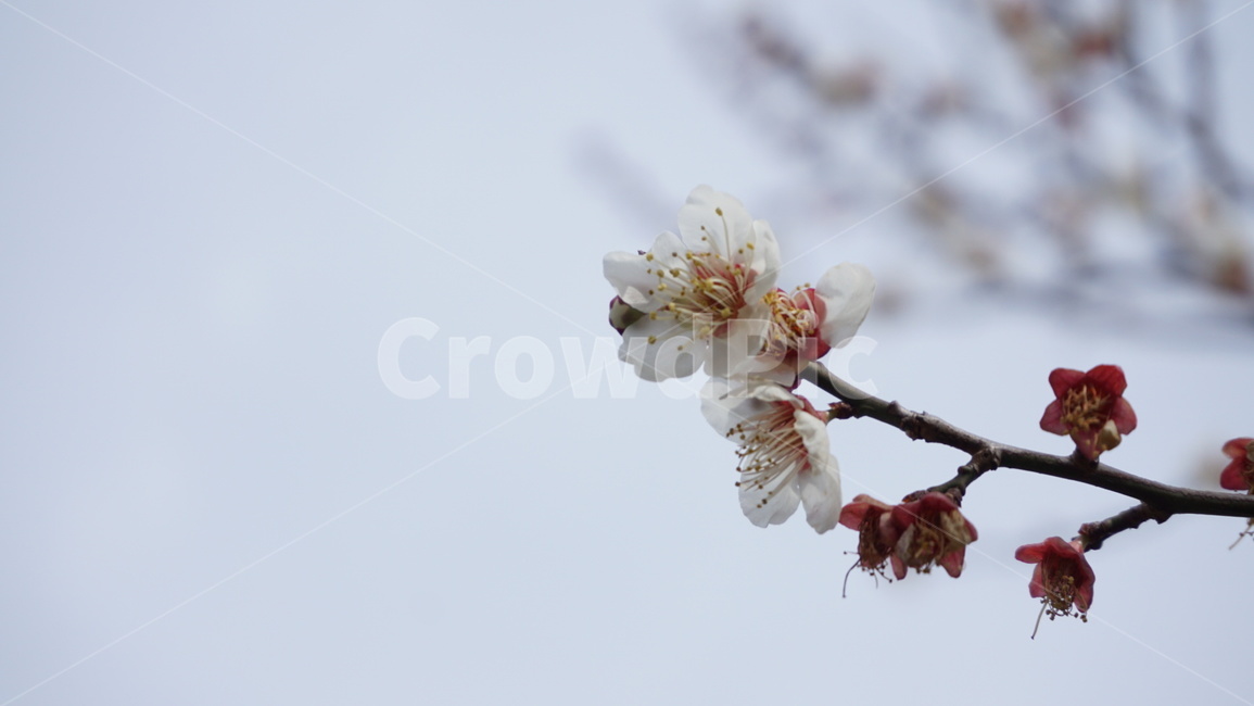 벚꽃,하늘,sky,cherryblossooms,나뭇가지,식물,plant