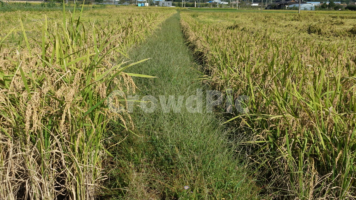 벼,nature,rice,paddyfield,논,자연,가을,추수,yellow,농업,농사,agriculture,farming,farming industry