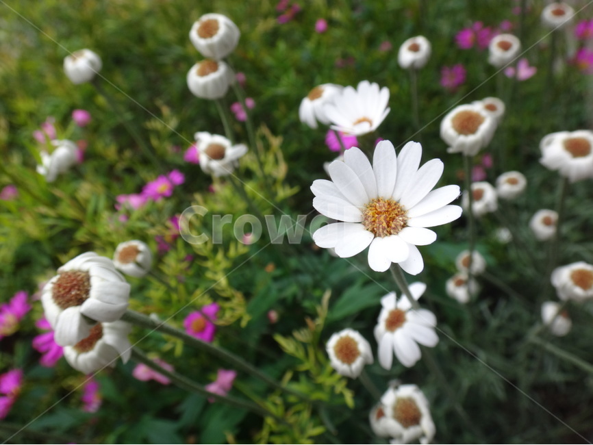 꽃,하얀,자연,식물,초록,식물,자연,plants,nature,꽃,flower