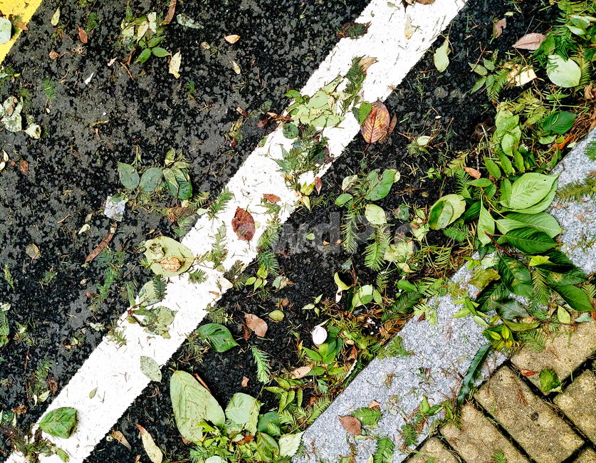 ground,바닥,plant,식물,낙엽,가을,시멘트바닥