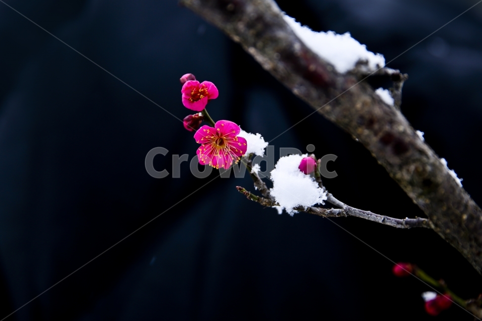 설중매,매화꽃,꽃,매화나무,매화,매실,눈,자연,봄,봄꽃,겨울,계절,winter,season,식물,자연,plants,nature,꽃,flower