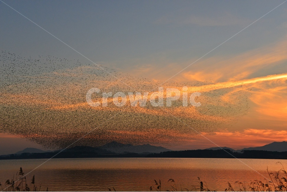 동림지가창오리,동림지일몰,가창오리,동림지,가창오리군무,황혼,일몰,flock,대군,nature,자연,outdoors,옥외,동물,animal,조류,새,birds