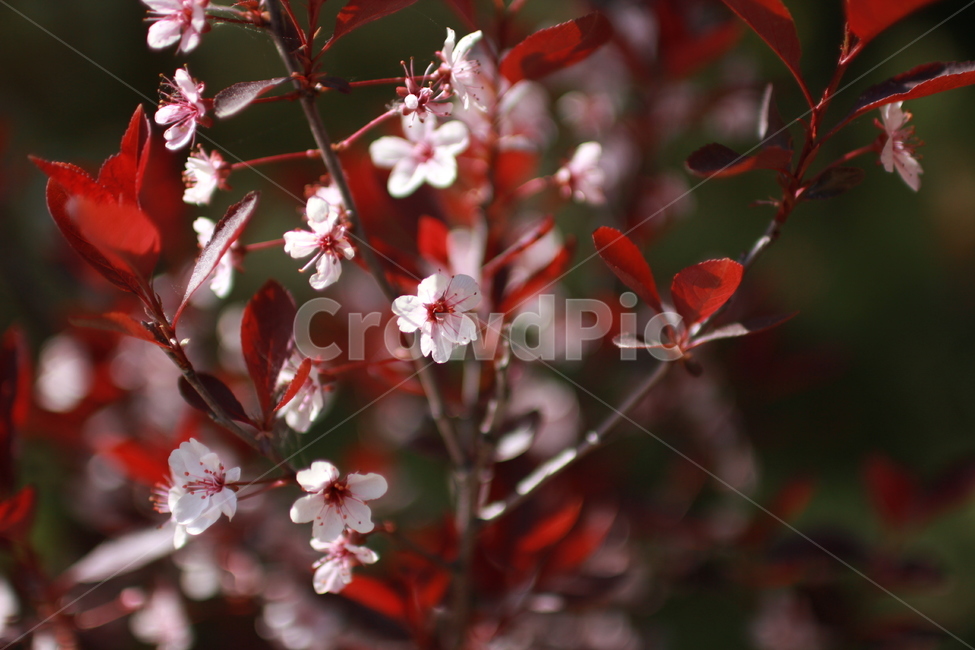 꽃,봄,꽃잎,flower,만개,하얀색꽃,분홍색꽃,식물,자연,화단,수목원,garden