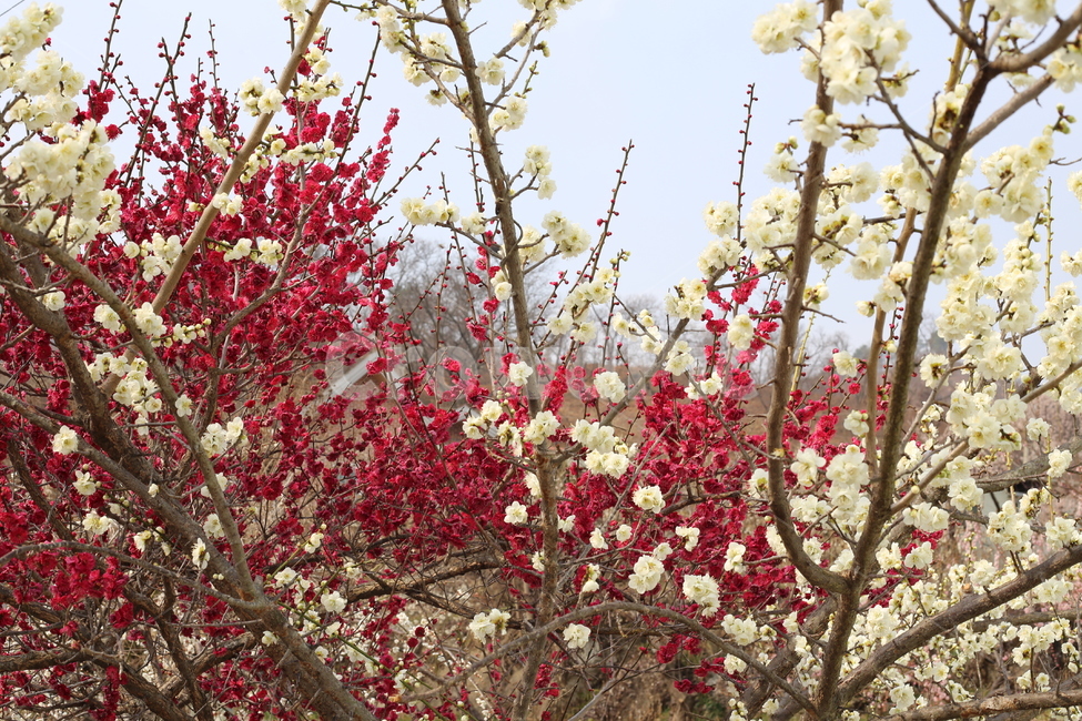 매화,홍매화,봄,식물,꽃,봄꽃,봄,계절,spring,season,식물,자연,plants,nature,꽃,flower,plant,blossom,cherry blossom,벚꽃