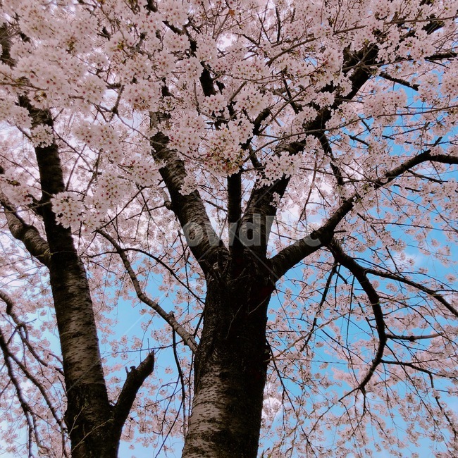 봄,벚꽃,벚꽃나무,봄꽃,분홍,하늘,봄,계절,spring,season,식물,자연,plants,nature,꽃,flower,나무,trees,wood,plant