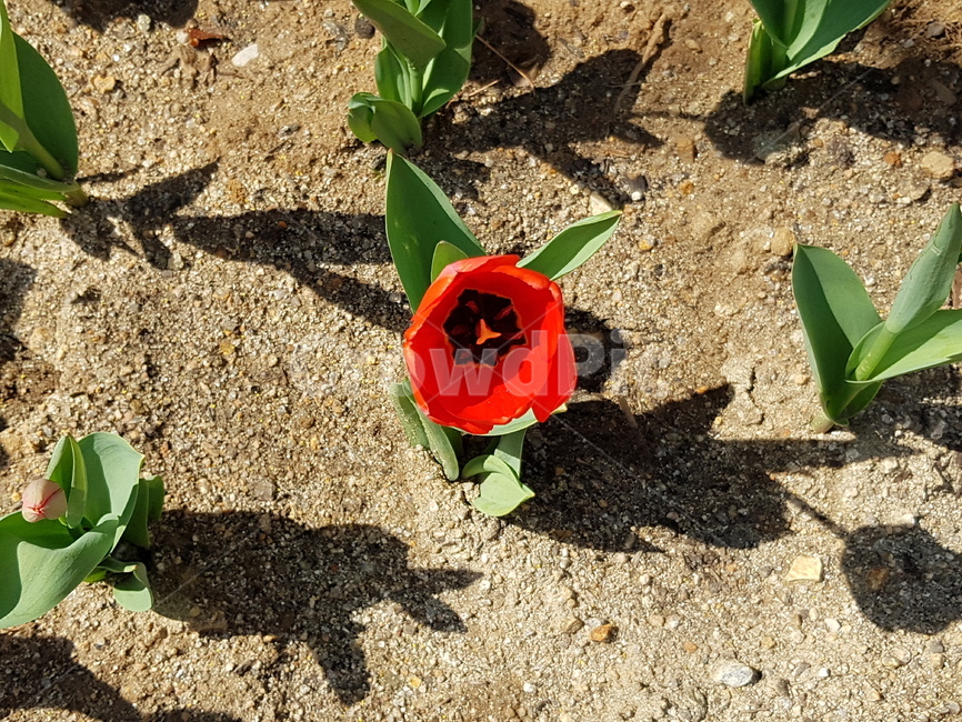 튤립,봄,꽃,식물,자연,예쁜꽃,꽃배경,tulip,빨간꽃,작은꽃,식물,자연,plants,nature,꽃,flower