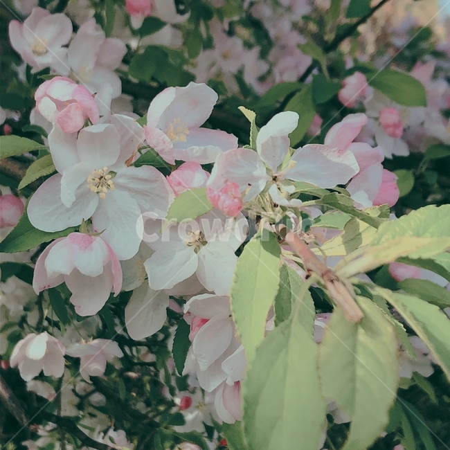 꽃,힐링,향기,봄,아름다움