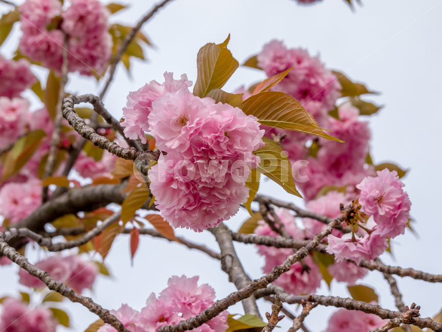 식물,plant,꽃,flower,겹벚꽃