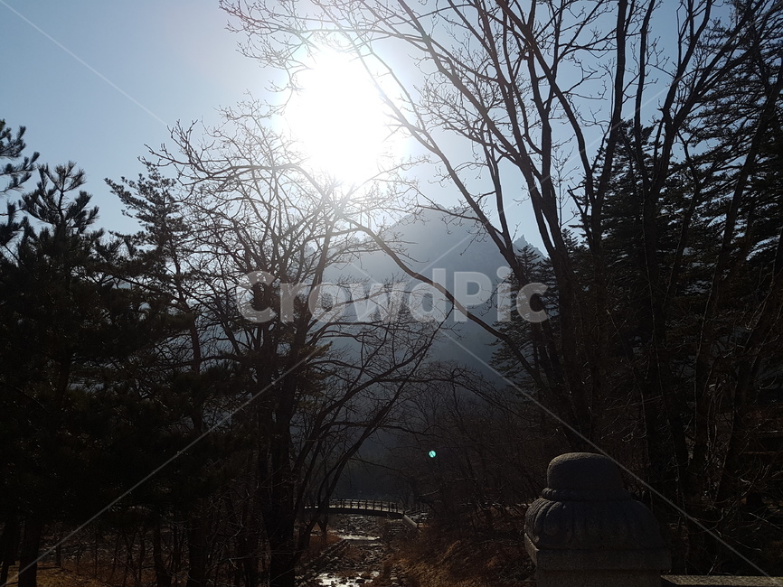설악산,산,역광산,태양,나무,무