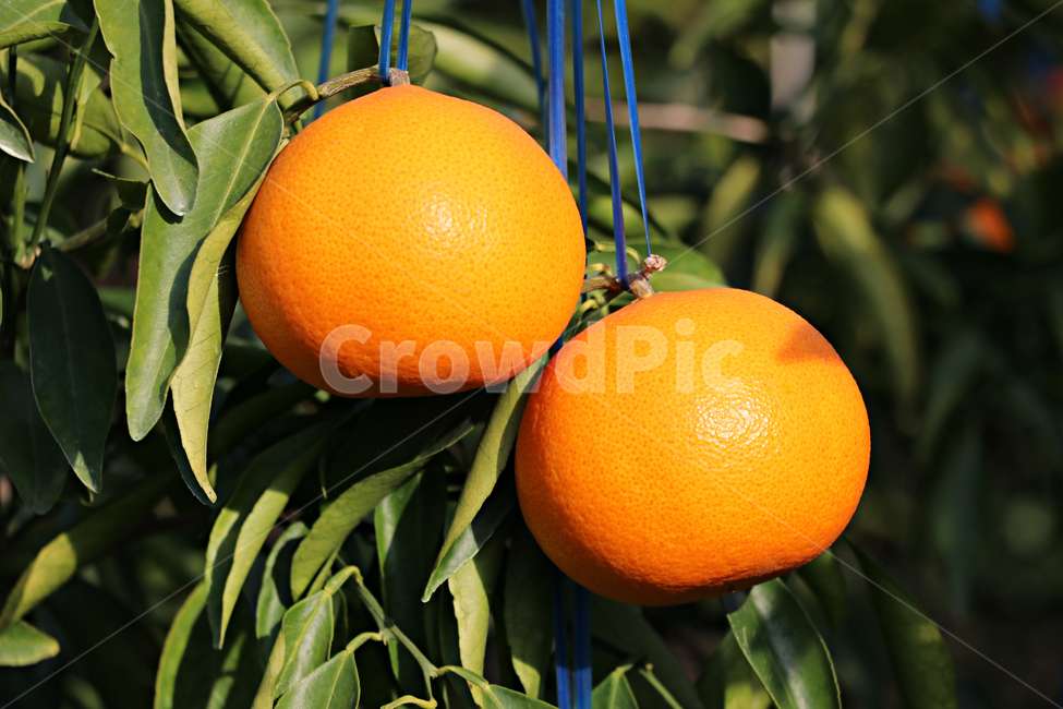 천혜향,제주감귤,제주천혜향,감귤류과일,citrusfruit,food,음식,fruit,과일,plant,식물,produce,grapefruit,orange,주황색