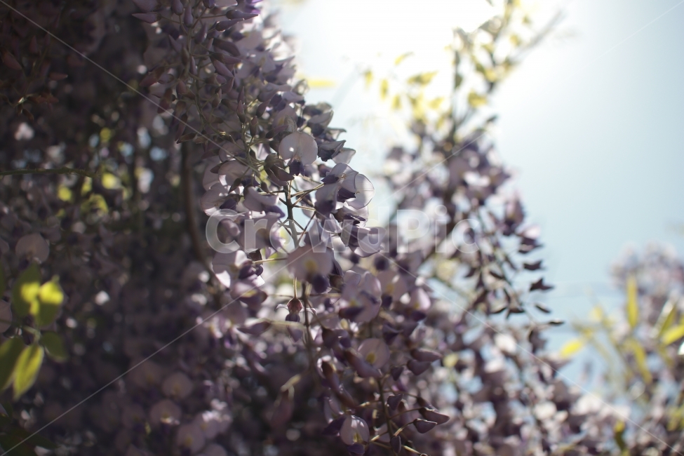 꽃,벚꽃,색감,역광,빛,부드러움,flower,들꽃,식물,자연,plants,nature,꽃,flower