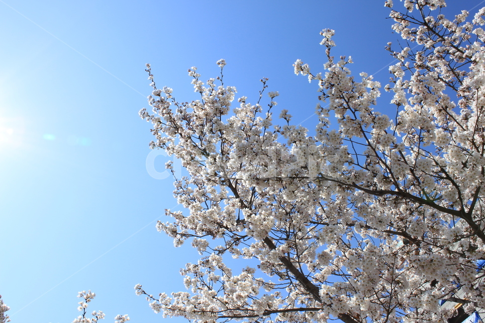 벚꽃,벚꽃엔딩,아침,맑은날,봄,봄,계절,spring,season,plant,식물,flower,꽃,blossom